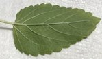 Plante 6.jpg