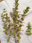 Plante mystère B.jpg