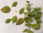 Plante mystère D.jpg