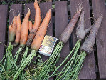 carottes.JPG