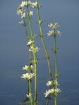 fleurs 2.JPG