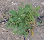 S2650023.JPG (303.33 Kio) Consulté 1740 fois Plan de PDT