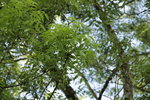 ARBRE.JPG