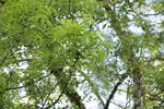 ARBRE1.JPG