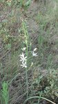 Ornithogales(Ornithogalum narbonense).JPG