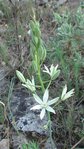 Ornithogales (Ornithogalum narbonense)2.JPG