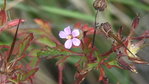 Erodium à feuilles de ciguë.JPG