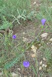 LIN DE NARBONNE 1 (Linum narbonense ).JPG