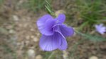 LIN DE NARBONNE 2 (Linum narbonense ).JPG