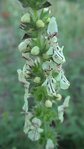 ÉPIAIRE DROITE (Stachys recta) 2.JPG