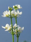 fleurs.JPG