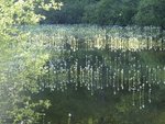 reflets 2.JPG