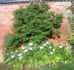 IMG02068-20170520-0814.jpg