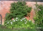 IMG02069-20170520-0814.jpg