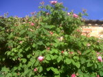 IMG02070-20170520-0815.jpg