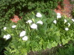 IMG02071-20170520-0815.jpg