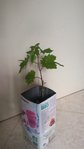 20170520_181234_small.jpg
