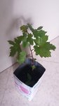 20170520_181244-small.jpg