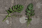 plJardin1.jpg