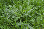 plJardin2.jpg