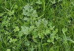 plJardin3.jpg