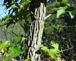 IMG_3506.JPG