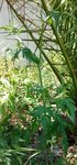 IMG_20170521_150859.jpg