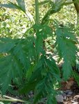 IMG_20170521_151019.jpg