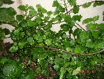 voici mon pied de plectranthus planté en juin 2008, il est rustique et persistant