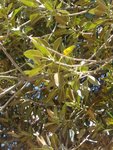 arbre maroc.jpg