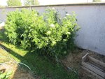 Les carottes mesuraient environ 1,50m et les premières fleurs commençaient à s'épanouir.