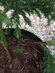 IMG_3493.1.gif