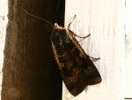 Noctuelle ou inconnu.jpg