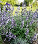 Salvia pratensis - 30 C.jpg