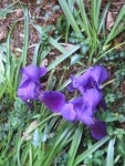 iris 14 (ss-bois).XX.jpg