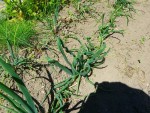 Jardin 25 05 17 007.jpg