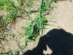 Jardin 25 05 17 008.jpg