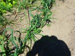 Jardin 25 05 17 009.jpg