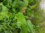 rps20170525_192603.jpg