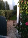 L'espace poubelle, au fond coller à la haie et partant vers la droit il y aura la cabane de jardin.