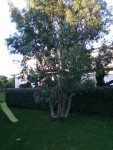 Le gros Eucalyptus. A voir comment il va se développer si mes souvenirs sont bon il peut devenir un problème niveau taille.