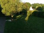 Le grand espace de pelouse, avec la terrasse et l'olivier à gauche.
