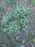 Phlomis fruticosa (sans fleurs).jpg