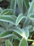 Phlomis fruticosa fleurie (détails).JPG