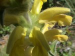 Phlomis fruticosa 1.JPG