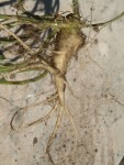 Raiponce r 58.JPG