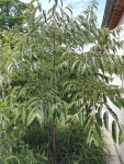 arbre 1.jpg