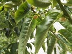 arbre 2.jpg