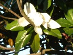 M. grandiflora 68.JPG