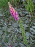 Digitalis purpurea 64.JPG